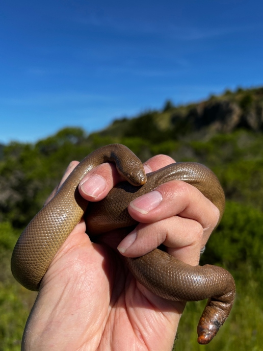 Rubber Boa